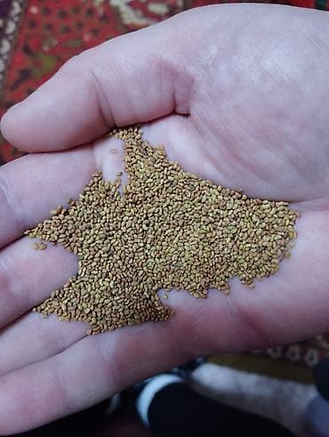 Продаю семена люцерны в городе кара Балта. Из под пектуса. Цена 285 at lalafo.kg Продаю семена люцерны в городе кара Балта. Из под пектуса. Цена 285