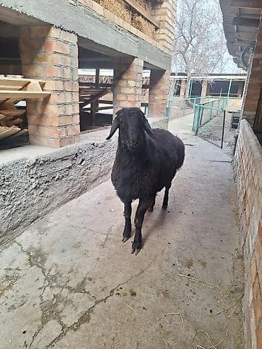 Продаю | Баран (самец), Ягненок | Арашан, Гиссарская | Для разведения | Племенные, Осеменитель at lalafo.kg Продаю | Баран (самец), Ягненок | Арашан, Гиссарская | Для разведения | Племенные, Осеменитель