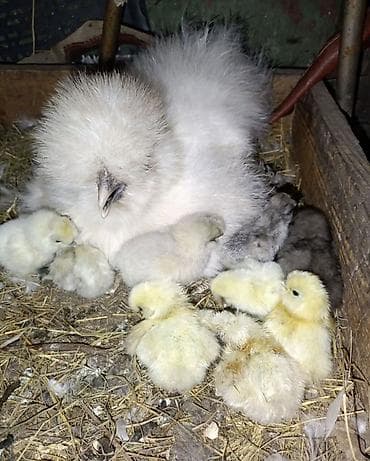 Продаю | Куры, Петух | Для разведения at lalafo.kg Продаю | Куры, Петух | Для разведения