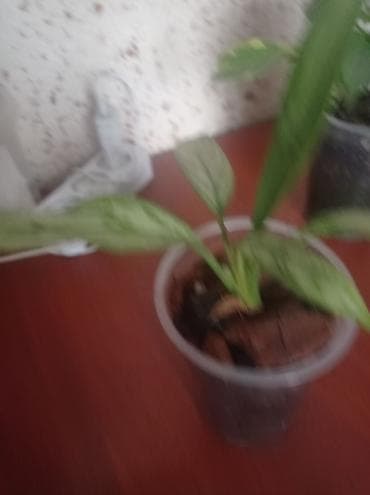 Комнатные растения в горшках. 1) Фикус Бенджамина (компактный кустик) at lalafo.kg Комнатные растения в горшках. 1) Фикус Бенджамина (компактный кустик)