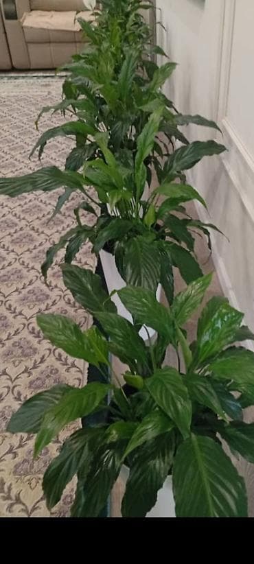 Спатифиллум (Spathiphyllum) в декоративных кашпо - Крупные пышные at lalafo.kg Спатифиллум (Spathiphyllum) в декоративных кашпо - Крупные пышные