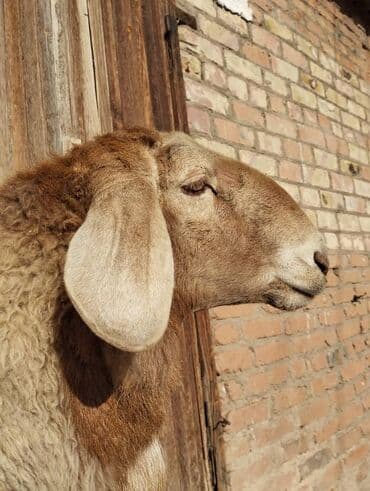 Продаю | Баран (самец) | Арашан | Для разведения | Осеменитель at lalafo.kg Продаю | Баран (самец) | Арашан | Для разведения | Осеменитель