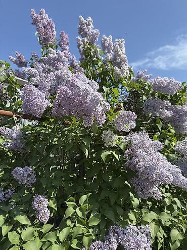 Сирень at lalafo.kg Сирень