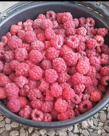 Малина at lalafo.kg Малина