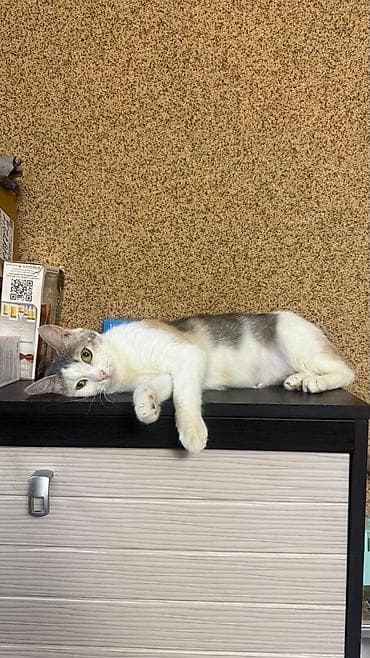 Ищет дом кошечка Катька Катьке около года — самый идеальный возраст at lalafo.kg — 4 Ищет дом кошечка Катька Катьке около года — самый идеальный возраст — 4