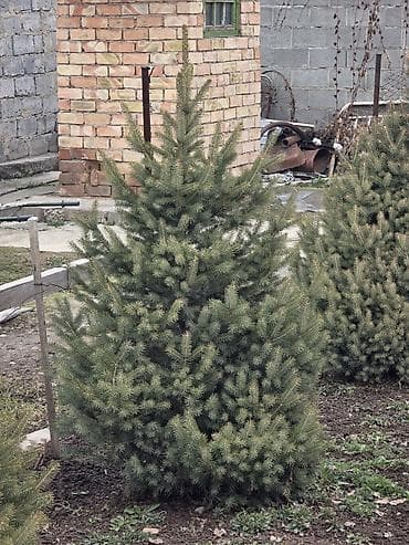 Продаются голубые и тянь-шанские ели. Высота: от 1 до 2,3 метра. 🌲 Ели at lalafo.kg Продаются голубые и тянь-шанские ели. Высота: от 1 до 2,3 метра. 🌲 Ели