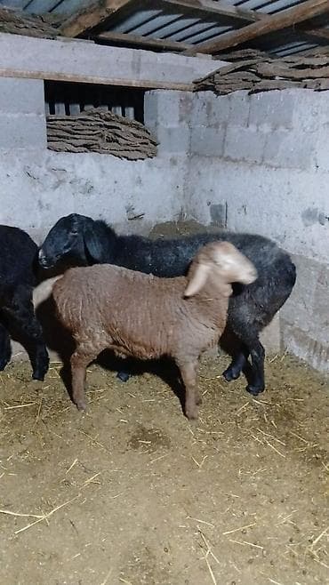 Продаю | Ягненок, Овца (самка) | Арашан | Для разведения | Ярка, Племенные, Котные at lalafo.kg Продаю | Ягненок, Овца (самка) | Арашан | Для разведения | Ярка, Племенные, Котные
