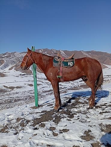 Продаю | Конь (самец) | Рабочий | Мерин at lalafo.kg Продаю | Конь (самец) | Рабочий | Мерин