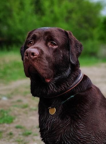 Вязка: Лабрадор-ретривер, Самец, 5 лет, С родословной at lalafo.kg Вязка: Лабрадор-ретривер, Самец, 5 лет, С родословной