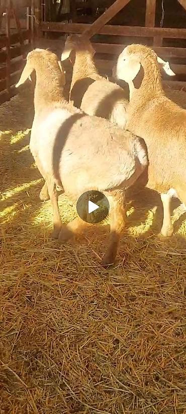 TagAZ: Продаю | Овца (самка) | Арашан | Для разведения | Ярка at lalafo.kg — 3 TagAZ: Продаю | Овца (самка) | Арашан | Для разведения | Ярка — 3