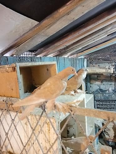 Продаю молодых голубей 1 шт стоит пятьсот сом окончательно родители at lalafo.kg Продаю молодых голубей 1 шт стоит пятьсот сом окончательно родители