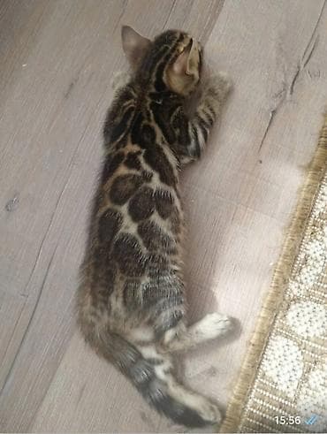 Бенгал, 1 айлык, Эркек, Документтери менен, Эмделген, Лотокко барууга үйрөтүлгөн lalafo.kg да — 2 Бенгал, 1 айлык, Эркек, Документтери менен, Эмделген, Лотокко барууга үйрөтүлгөн — 2