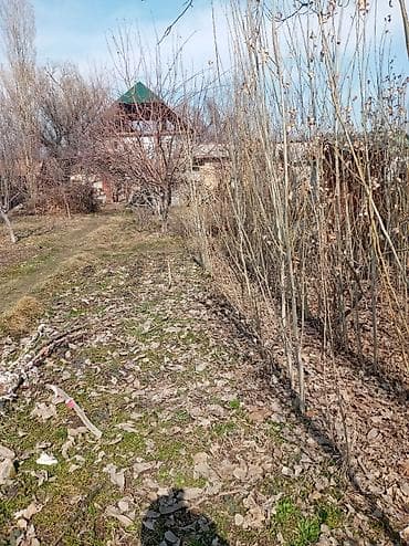 Саженцы тополей продаются at lalafo.kg Саженцы тополей продаются