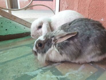Деңиз чочколору: Домашние кролики, пара. Описание: - Породы и внешний вид: один кролик lalafo.kg да — 2 Деңиз чочколору: Домашние кролики, пара. Описание: - Породы и внешний вид: один кролик — 2