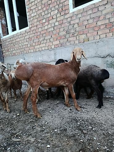 Продаю | Баран (самец) | Арашан | Для разведения | Осеменитель at lalafo.kg Продаю | Баран (самец) | Арашан | Для разведения | Осеменитель