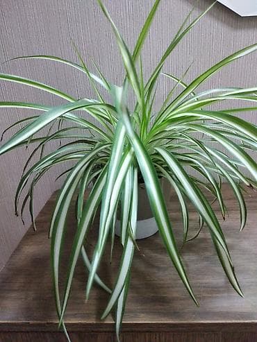 Хлорофитум хохлатый (Chlorophytum comosum) «Виттатум» в горшке.горшок at lalafo.kg Хлорофитум хохлатый (Chlorophytum comosum) «Виттатум» в горшке.горшок