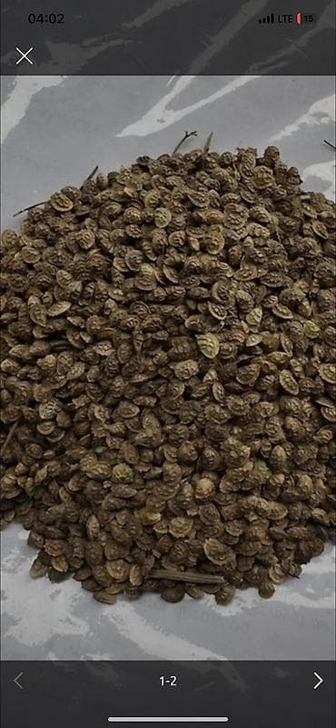 Продаю эспарцет at lalafo.kg Продаю эспарцет