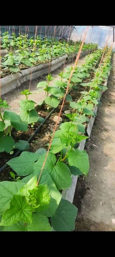 Күнөсканалар: Продается теплица, размер 23/8 lalafo.kg да — 5 Күнөсканалар: Продается теплица, размер 23/8 — 5