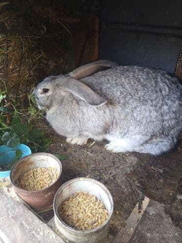 Продаю | Крольчиха (самка) | Серый великан | Для разведения | Племенные at lalafo.kg Продаю | Крольчиха (самка) | Серый великан | Для разведения | Племенные