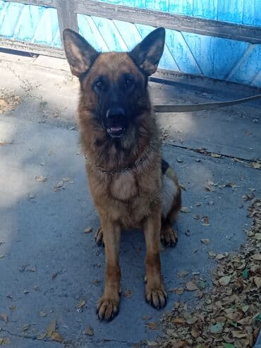 Немецкая овчарка сука, 2,5года щенячка at lalafo.kg Немецкая овчарка сука, 2,5года щенячка