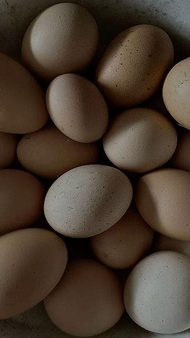 ✅Яйцо куриное цена по категориям: ✅Актуальные цены на сегодня❗⤵️ 🥚СО - at lalafo.kg ✅Яйцо куриное цена по категориям: ✅Актуальные цены на сегодня❗⤵️ 🥚СО -