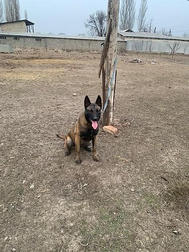 Бельгийская овчарка, 1 год, Самец, С родословной at lalafo.kg Бельгийская овчарка, 1 год, Самец, С родословной