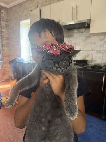 Британская короткошёрстная, 1 год, Мальчик, Голубой, Приучена к лотку at lalafo.kg Британская короткошёрстная, 1 год, Мальчик, Голубой, Приучена к лотку