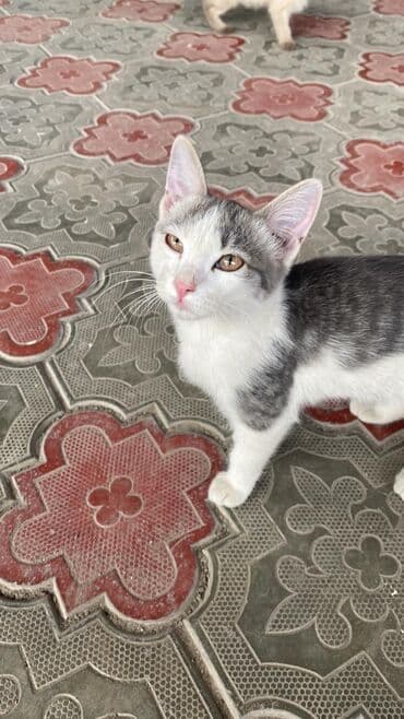 Кошка даром: Беспородная, 4 месяца, Девочка, Приучена к лотку at lalafo.kg Кошка даром: Беспородная, 4 месяца, Девочка, Приучена к лотку