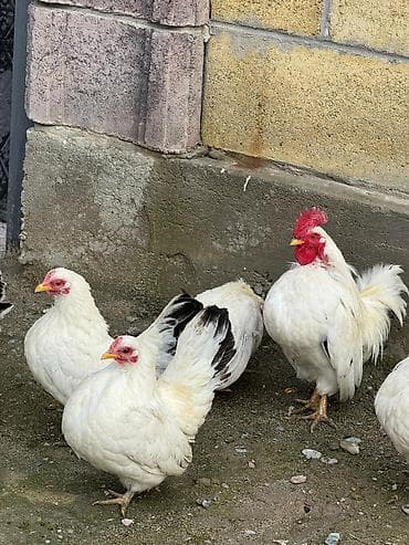 Продаю | Куры, Петух | Для разведения at lalafo.kg Продаю | Куры, Петух | Для разведения