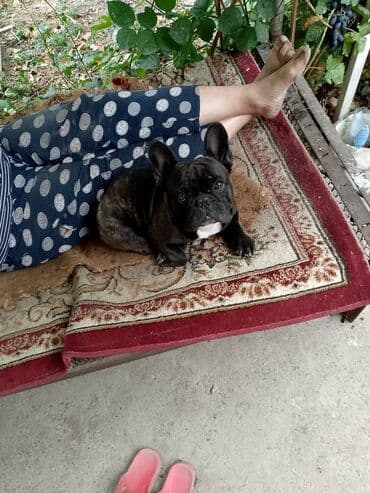 Вязка: Бульдог, Самец, 2 года at lalafo.kg Вязка: Бульдог, Самец, 2 года