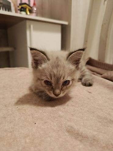 Отдаем котят в добрые руки at lalafo.kg Отдаем котят в добрые руки