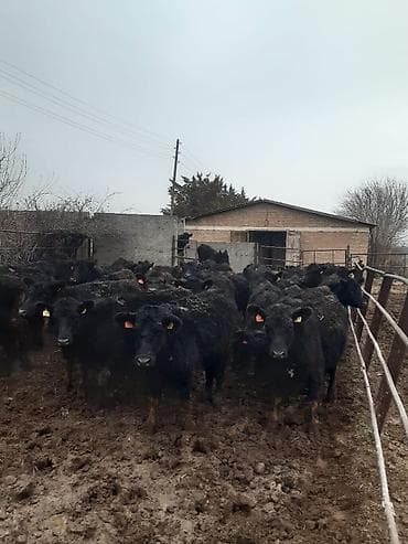 Продаю | Тёлка at lalafo.kg Продаю | Тёлка