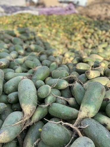 Баткен районунда отправка бар Редька зелёная Турп сатылат оптом и в at lalafo.kg Баткен районунда отправка бар Редька зелёная Турп сатылат оптом и в