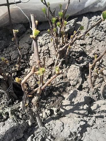 Саженцы винограда, двулетки. 200 сом at lalafo.kg Саженцы винограда, двулетки. 200 сом