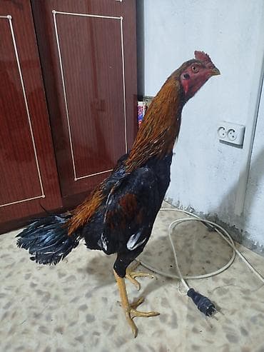 Электровелосипед, Б/у at lalafo.kg Электровелосипед, Б/у