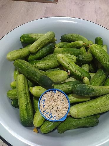 Банандар: Семена огурцов
находится в Пригородном Семена дыни lalafo.kg да — 1 Банандар: Семена огурцов
находится в Пригородном Семена дыни — 1