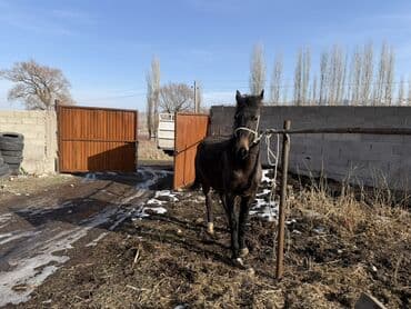 Продаю | Жеребец | Рабочий at lalafo.kg Продаю | Жеребец | Рабочий