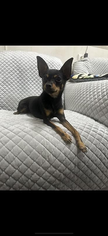 Той-терьер, 2 года, Самка, С прививкой at lalafo.kg Той-терьер, 2 года, Самка, С прививкой