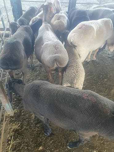 Продаю | Овца (самка) | На забой | Матка at lalafo.kg Продаю | Овца (самка) | На забой | Матка