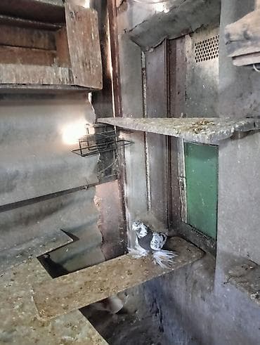 Продаю молодых голубей 1 шт стоит пятьсот сом окончательно родители at lalafo.kg Продаю молодых голубей 1 шт стоит пятьсот сом окончательно родители