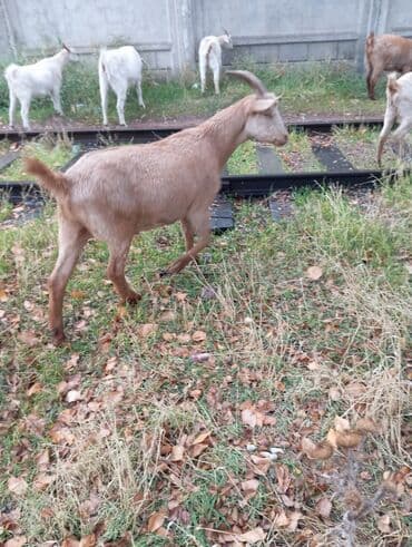Продаю | Коза (самка) | Для молока at lalafo.kg Продаю | Коза (самка) | Для молока