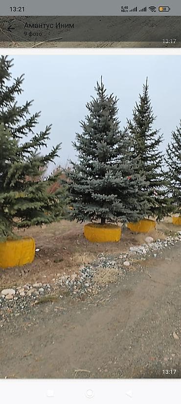 Ели и хвойные деревья с комом земли - Породы: ель голубая (колючая) at lalafo.kg Ели и хвойные деревья с комом земли - Породы: ель голубая (колючая)