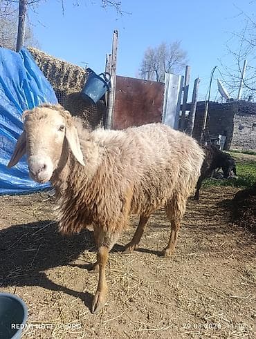 Продаю | Овца (самка) | Для разведения | Матка at lalafo.kg Продаю | Овца (самка) | Для разведения | Матка
