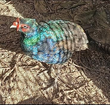 Продаю взрослых румынских фазанов. в Бишкеке. Самец + самка = 5000 at lalafo.kg Продаю взрослых румынских фазанов. в Бишкеке. Самец + самка = 5000