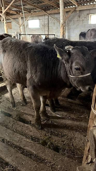 Продаю | Бык (самец) at lalafo.kg Продаю | Бык (самец)