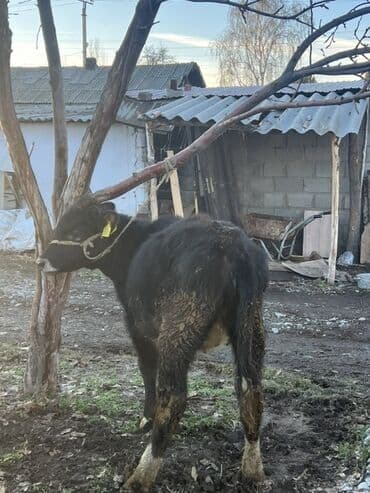 Продаю | Тёлка, Музоо, торпок | На откорм | Привязанные at lalafo.kg Продаю | Тёлка, Музоо, торпок | На откорм | Привязанные